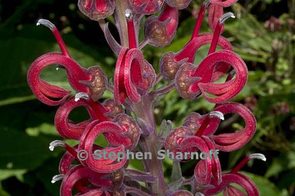 lobelia tupa 2 graphic